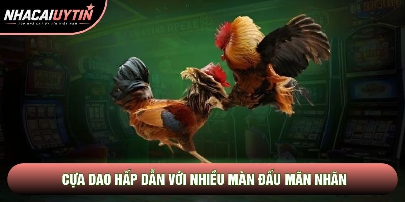 Cựa dao hấp dẫn với nhiều màn đấu mãn nhãn Cựa dao hấp dẫn với nhiều màn đấu mãn nhãn